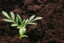 plant growing
